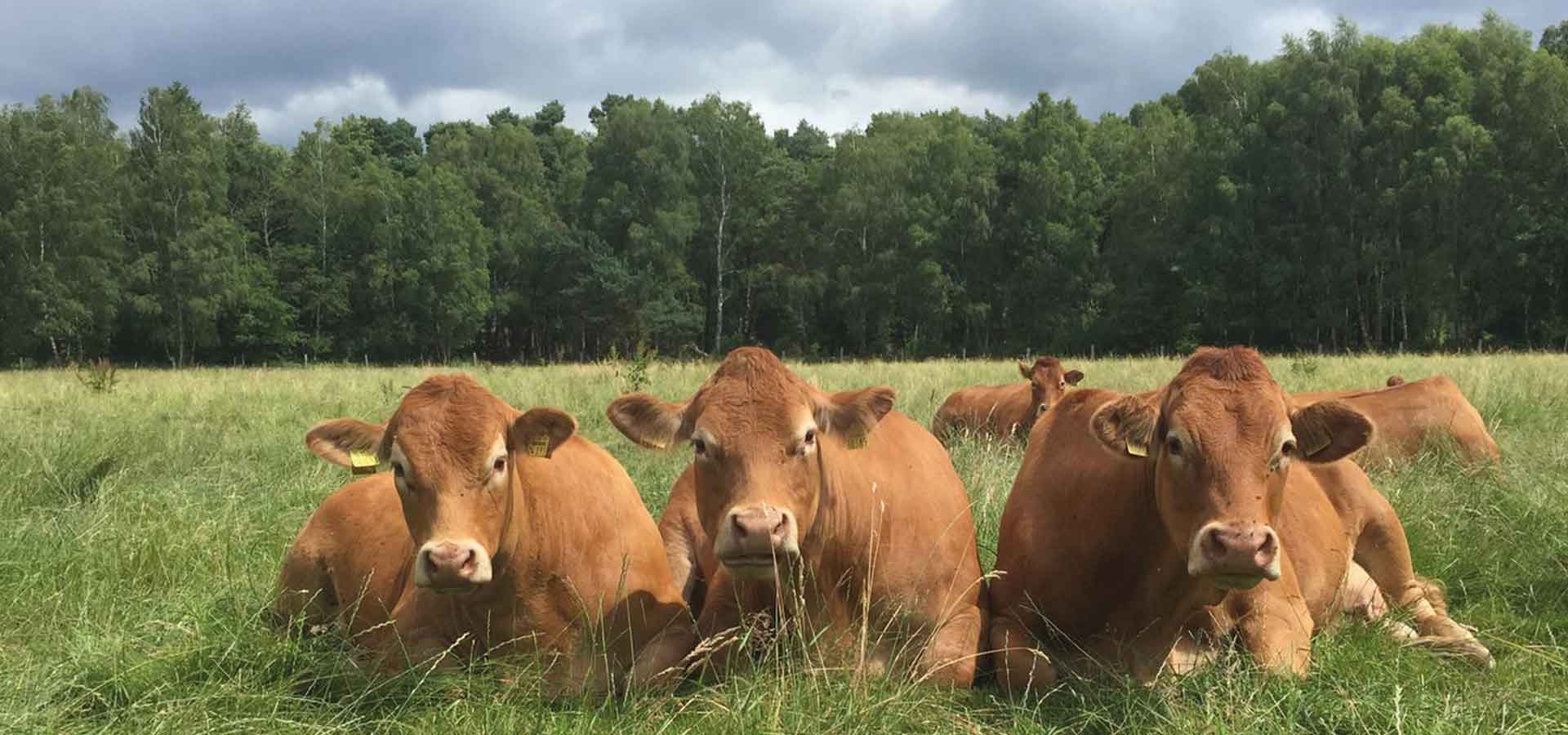 Glückliche Rinder auf der Weide